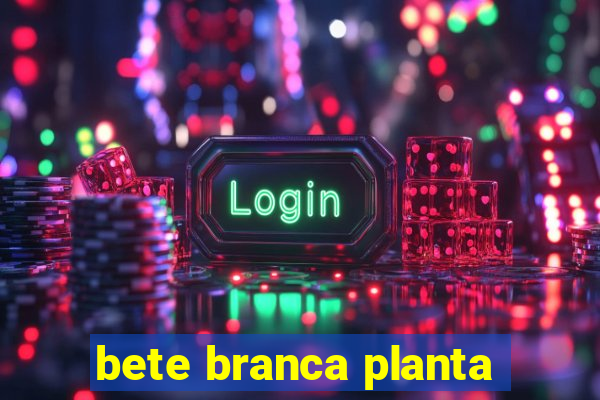 bete branca planta